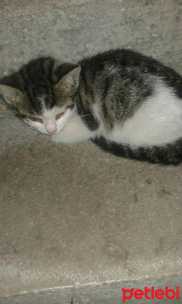Tekir Kedi, Kedi  Minnoş fotoğrafı