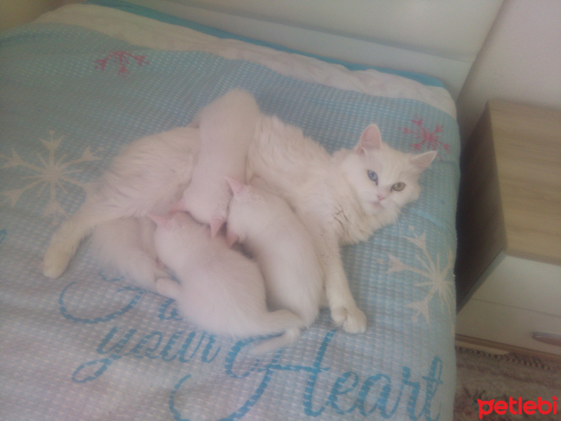 Chinchilla, Kedi  Ela fotoğrafı