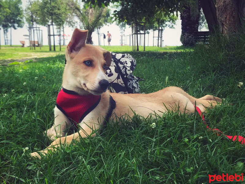 Sibirya Kurdu (Husky), Köpek  Diana fotoğrafı