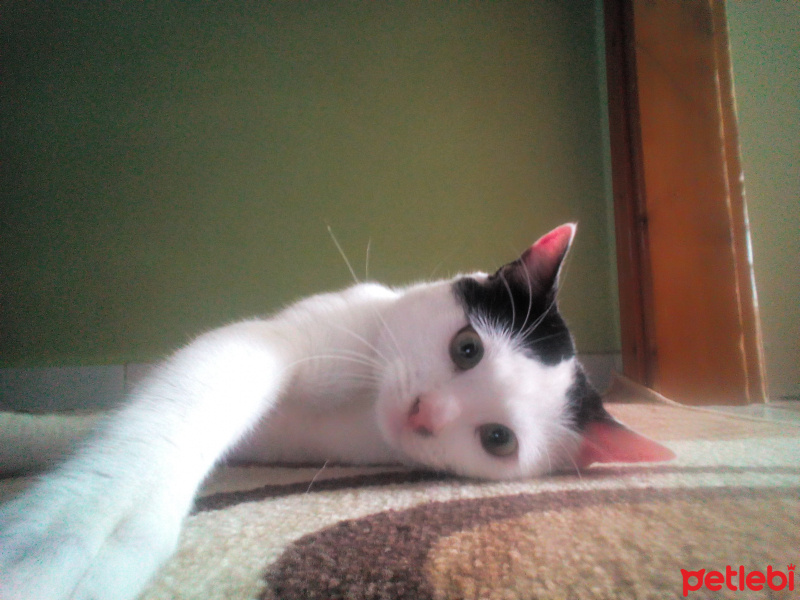 Tekir Kedi, Kedi  Pamuk fotoğrafı