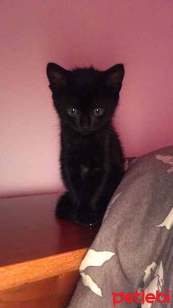 Van Kedisi, Kedi  Gece fotoğrafı