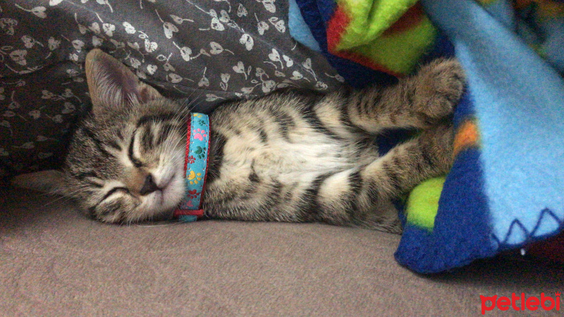 Tekir Kedi, Kedi  Lisa fotoğrafı