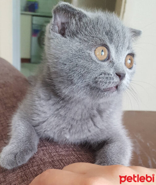 Scottish Fold, Kedi  Miyu fotoğrafı