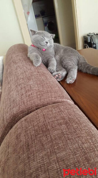 Scottish Fold, Kedi  Miyu fotoğrafı