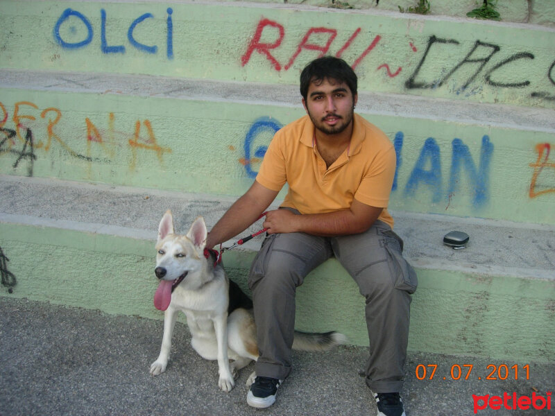 Sibirya Kurdu (Husky), Köpek  Lexia fotoğrafı