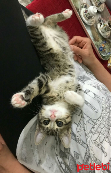 Tekir Kedi, Kedi  Bihter fotoğrafı