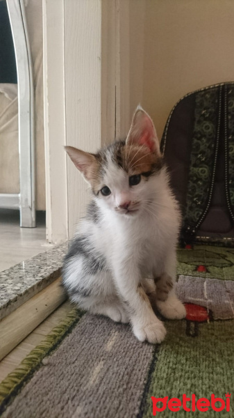 Ragdoll, Kedi  Tatlım fotoğrafı