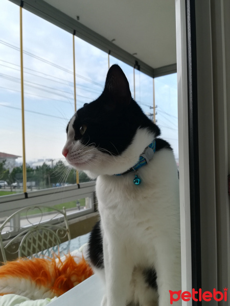 Tuxedo (Smokin) Kedi, Kedi  Çakır fotoğrafı