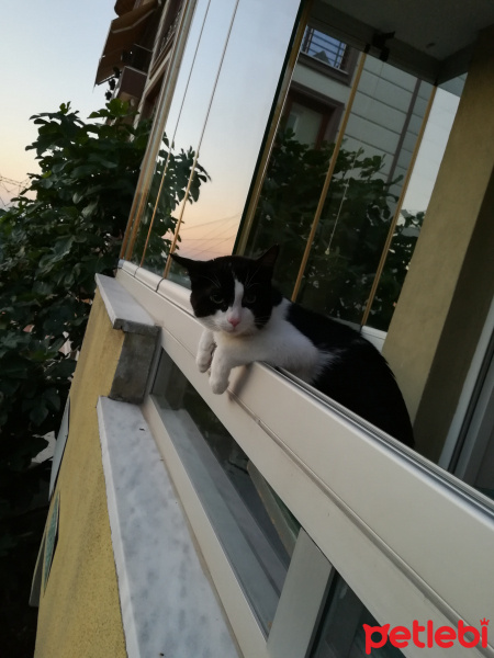 Tuxedo (Smokin) Kedi, Kedi  Çakır fotoğrafı