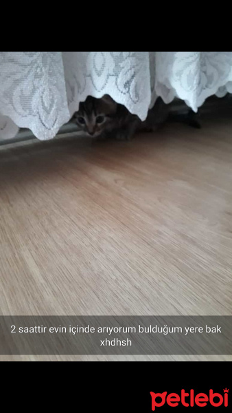 Tekir Kedi, Kedi  Tom fotoğrafı