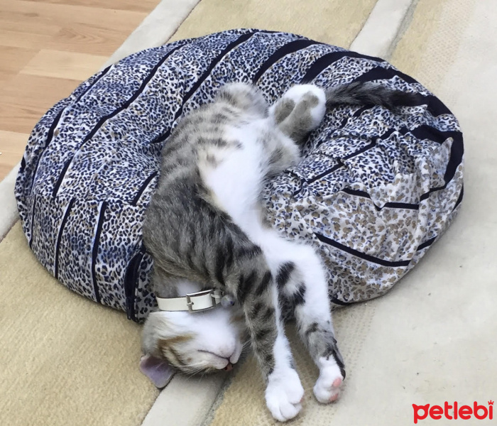 Tekir Kedi, Kedi  firuze fotoğrafı