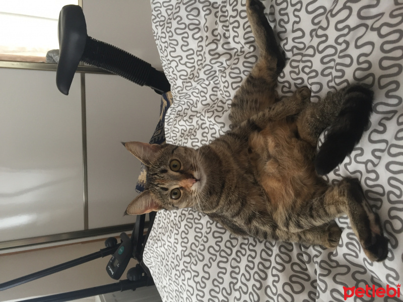 Tekir Kedi, Kedi  Kızım fotoğrafı