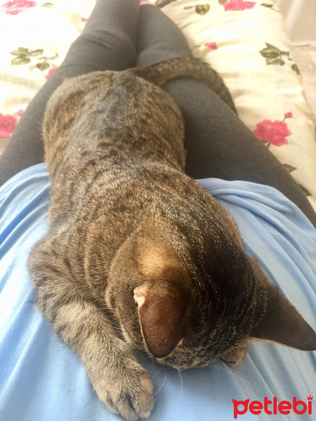 Tekir Kedi, Kedi  Kızım fotoğrafı