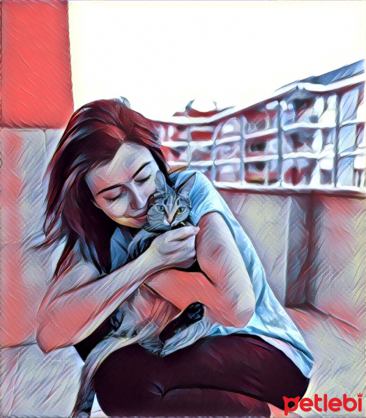 Tekir Kedi, Kedi  Kızım fotoğrafı