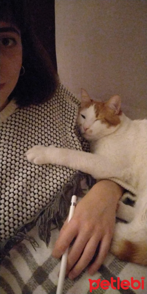Tekir Kedi, Kedi  Kızım fotoğrafı