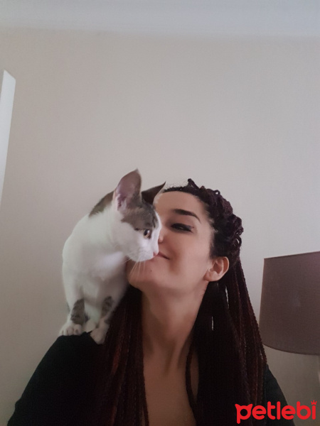 Tekir Kedi, Kedi  gaia fotoğrafı