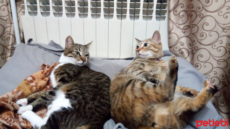 Tekir Kedi, Kedi  Lokma&Çörek fotoğrafı