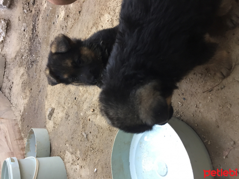 Alman Çoban Köpeği, Köpek  Alman kurdu yavrular fotoğrafı