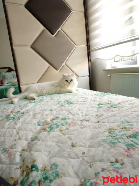 Chinchilla, Kedi  Husnu fotoğrafı