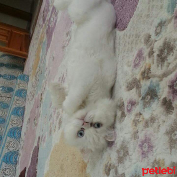 Chinchilla, Kedi  Husnu fotoğrafı