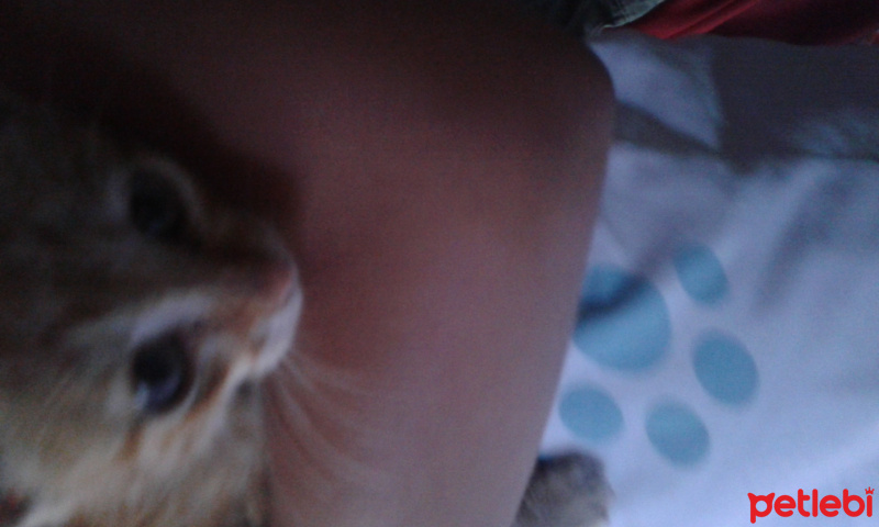 Tekir Kedi, Kedi  Şans fotoğrafı
