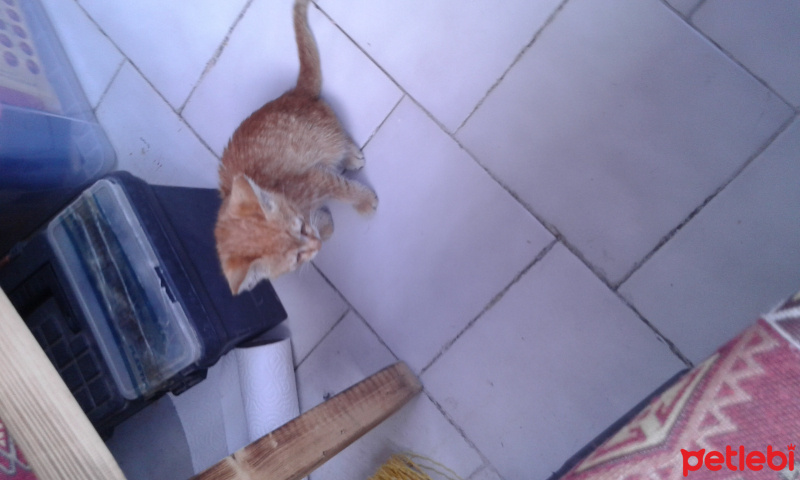 Tekir Kedi, Kedi  Şans fotoğrafı