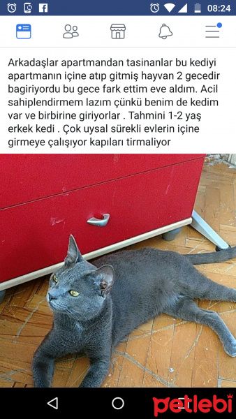 British Shorthair, Kedi  Gri fotoğrafı