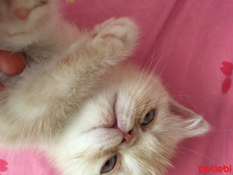 Exotic Shorthair, Kedi  Badem fotoğrafı