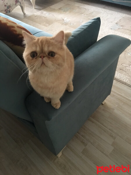 Exotic Shorthair, Kedi  Badem fotoğrafı