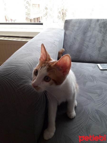 Tekir Kedi, Kedi  şuga fotoğrafı