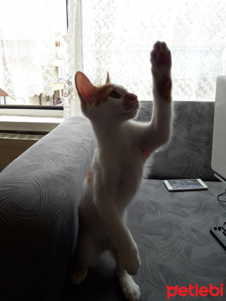 Tekir Kedi, Kedi  şuga fotoğrafı