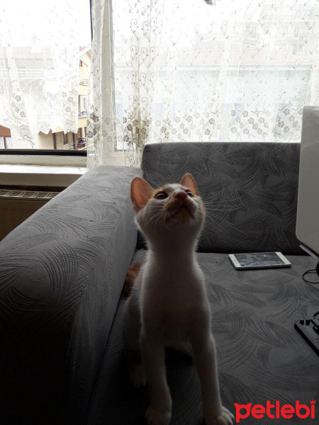 Tekir Kedi, Kedi  şuga fotoğrafı