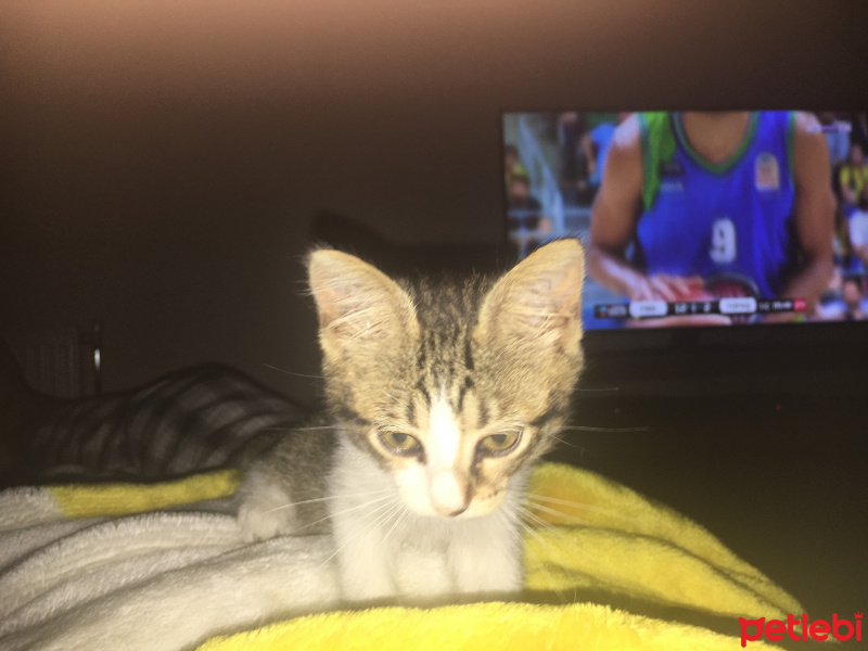 Tekir Kedi, Kedi  Luna fotoğrafı