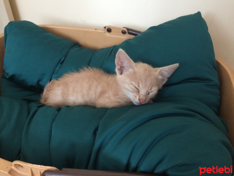 Soke, Kedi  Tarçın fotoğrafı
