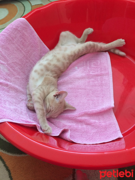 Soke, Kedi  Tarçın fotoğrafı
