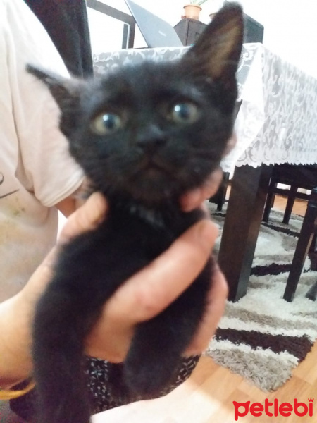 Tekir Kedi, Kedi  KARADUT fotoğrafı