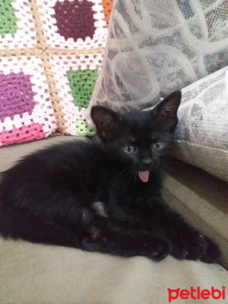 Tekir Kedi, Kedi  KARADUT fotoğrafı