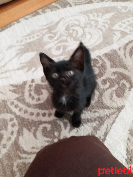 Tekir Kedi, Kedi  KARADUT fotoğrafı
