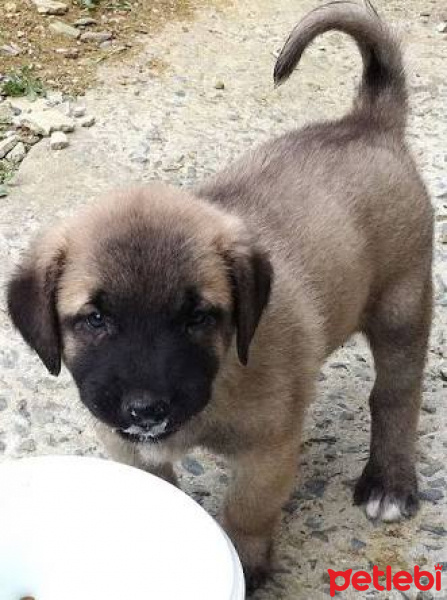 Kangal, Köpek  Leydi fotoğrafı