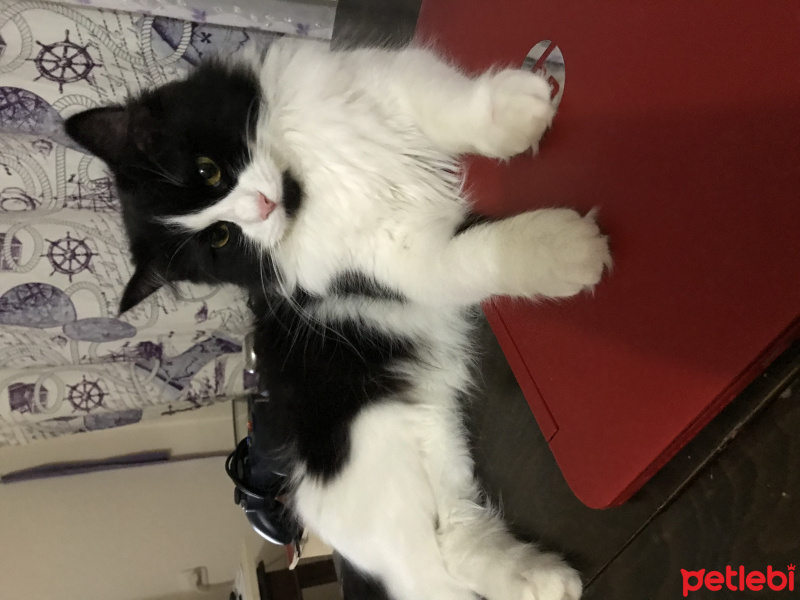 Tuxedo (Smokin) Kedi, Kedi  Feriş fotoğrafı