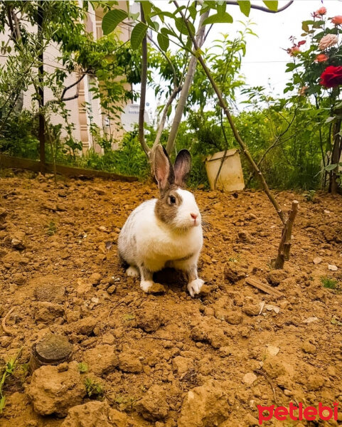 Tavşan, Kemirgen  Hamdi fotoğrafı