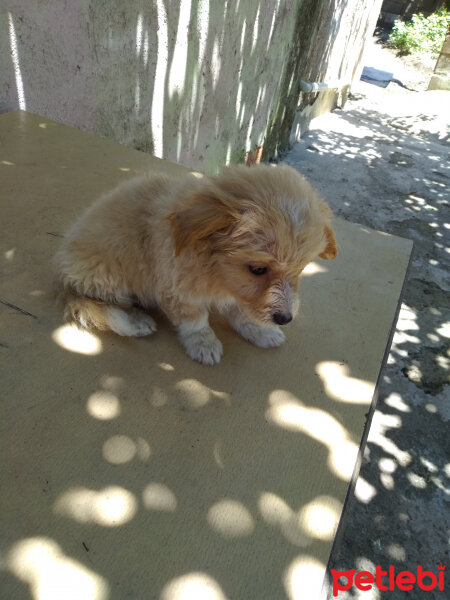 Golden Retriever, Köpek  Hera fotoğrafı