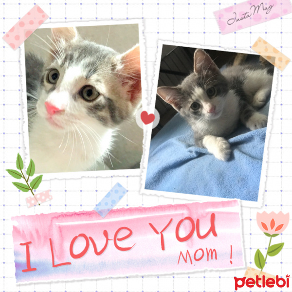 Tekir Kedi, Kedi  ZEUS&HERA fotoğrafı
