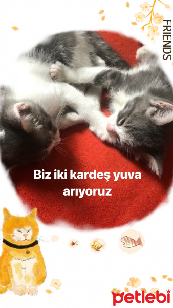 Tekir Kedi, Kedi  ZEUS&HERA fotoğrafı