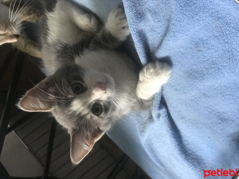 Tekir Kedi, Kedi  ZEUS&HERA fotoğrafı