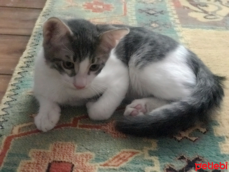 Tekir Kedi, Kedi  ZEUS&HERA fotoğrafı