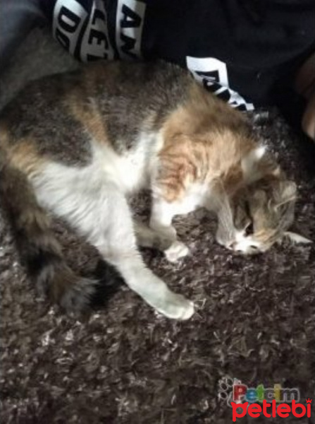 Tekir Kedi, Kedi  Bella fotoğrafı