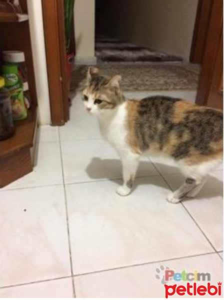 Tekir Kedi, Kedi  Bella fotoğrafı