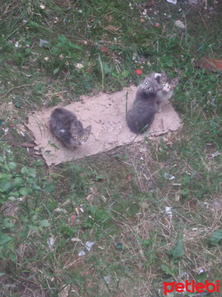 Tekir Kedi, Kedi  Yok fotoğrafı