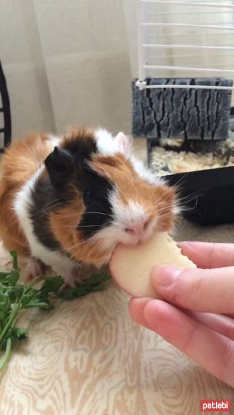  Kemirgen  Ginger fotoğrafı